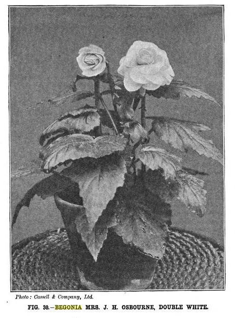 B. ‘Mrs J.H. Osbourne’